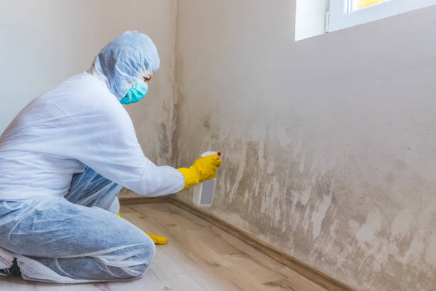 Licensed Mold Remediation service in Clifton, VA - Car Mold Remediation
